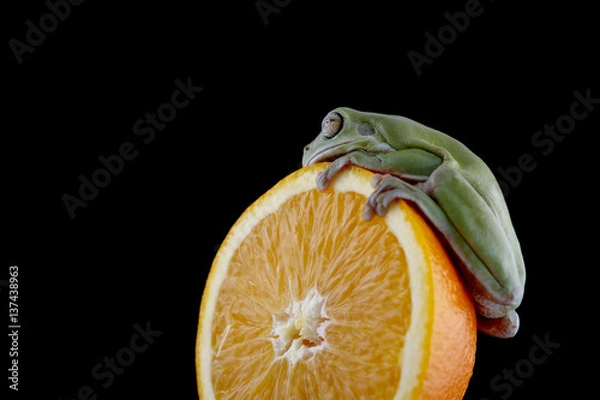 Obraz White's tree frog