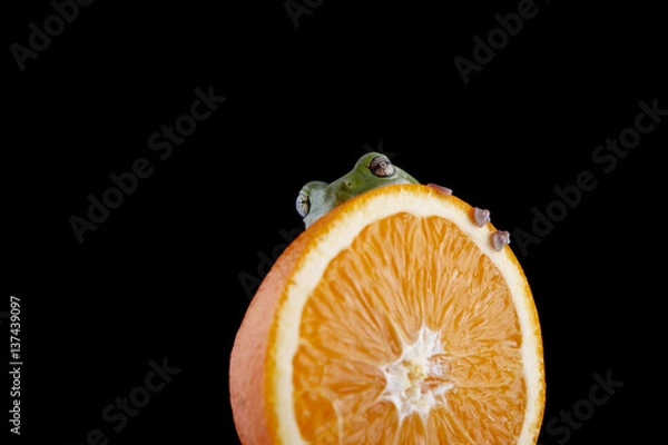 Obraz White's tree frog