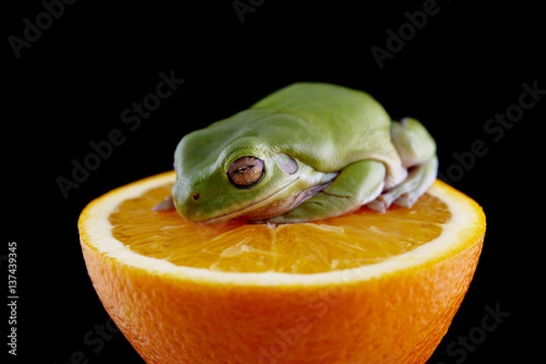Obraz White's tree frog