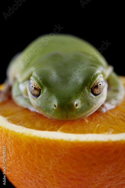 Obraz White's tree frog