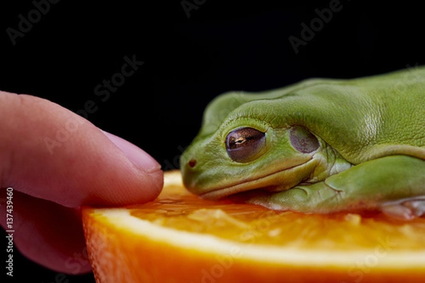 Obraz Żaba drzewna White'a