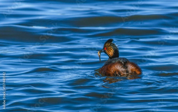 Fototapeta Eared Grebe Swimming with a Meal in Beak