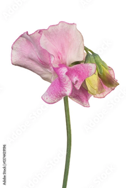 Obraz sweetpea flower