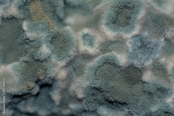 Fototapeta Fungus appeared on spoiled food