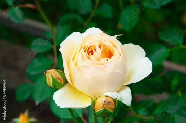 Fototapeta rose Jude the Obscure on a dark background. A delicate orange rose in a green garden