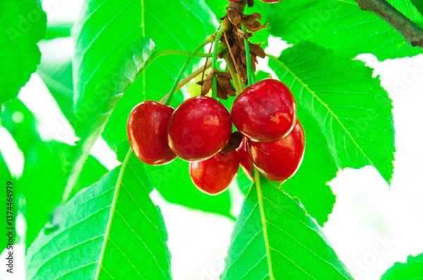 Fototapeta red sweet cherries on a green branch. the concept of growing cherries	
