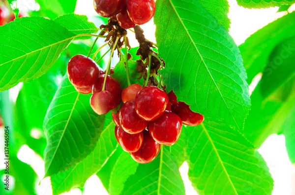 Fototapeta red sweet cherries on a green branch. the concept of growing cherries	