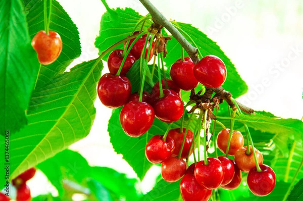 Fototapeta red sweet cherries on a green branch. the concept of growing cherries	