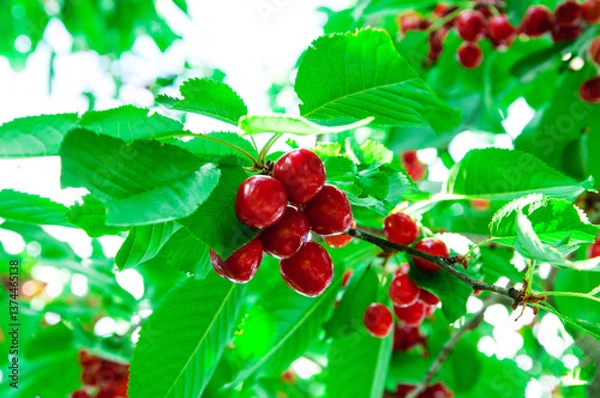 Fototapeta red sweet cherries on a green branch. the concept of growing cherries	