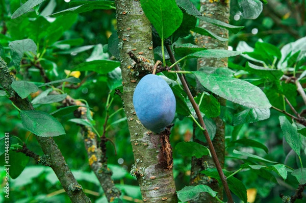 Fototapeta blue ripe plum on a branch in a green garden. the concept of growing plums	