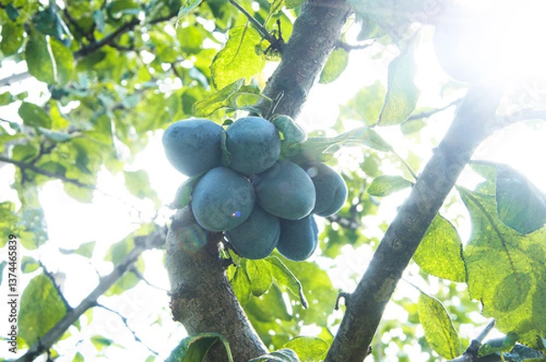 Fototapeta ripe big plums on a green tree in the garden. juicy sweet plums in the summer garden	