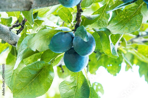 Fototapeta ripe big plums on a green tree in the garden. juicy sweet plums in the summer garden	