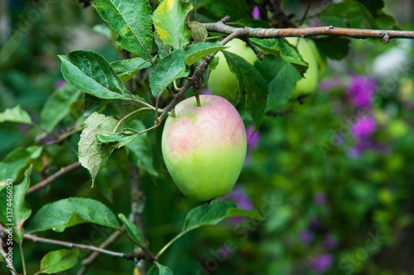 Fototapeta green varietal apple on a branch in a summer garden. the concept of growing apples of early varieties	