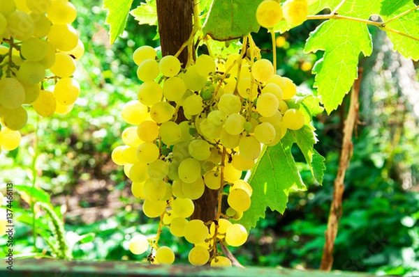 Fototapeta Big yellow grapes in the vineyard. the concept of growing grapes. wine making illustration. big grapes in the garden	