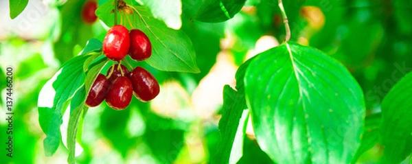 Fototapeta juicy dogwood fruits on a green branch