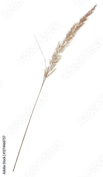 Obraz Isolated Dried Grass Stem on Transparent PNG Background