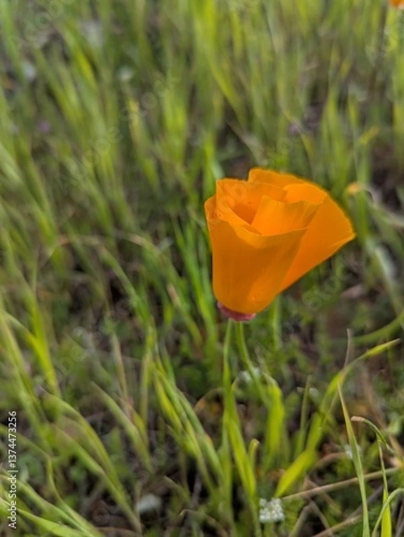 Obraz An orange California Poppy surrounded by grass