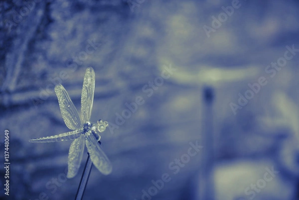 Obraz dragonfly on a blue background