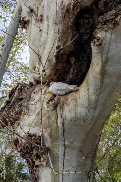 Fototapeta White pigeon/dove in a crook in a tree