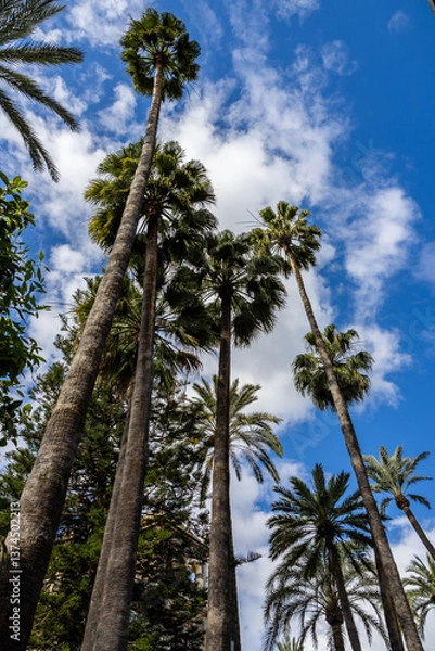 Fototapeta Vertical view of tall palm trees against a blue sky