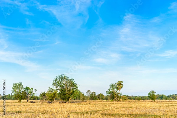 Fototapeta Rice fields