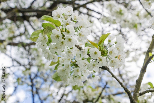 Obraz Cherry tree blooms with white flowers in early spring in the garden