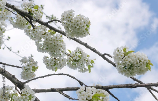 Obraz Cherry tree blooms with white flowers in early spring in the garden