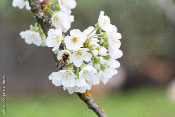 Obraz Cherry tree blooms with white flowers in early spring in the garden