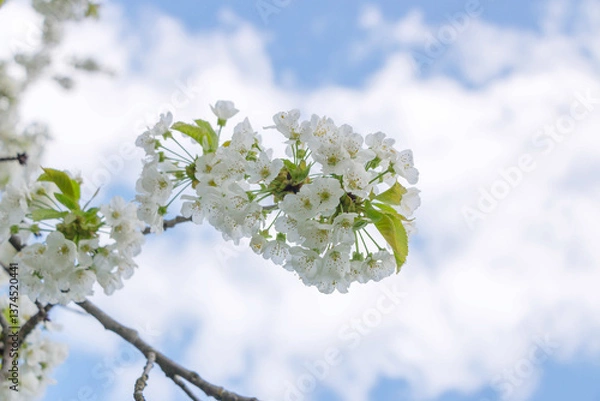Obraz Cherry tree blooms with white flowers in early spring in the garden