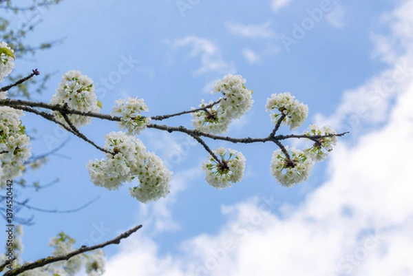 Obraz Cherry tree blooms with white flowers in early spring in the garden