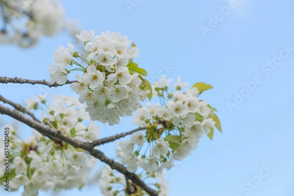 Obraz Cherry tree blooms with white flowers in early spring in the garden