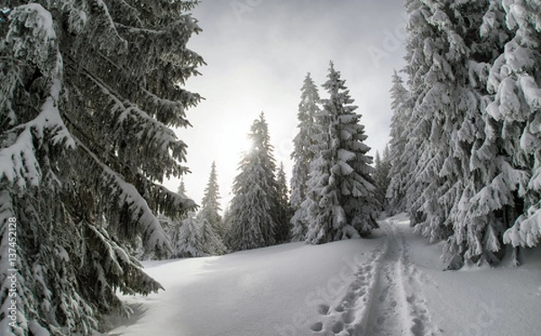 Fototapeta Snowy fir trees and blue sky