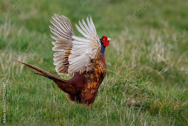 Fototapeta common pheasant