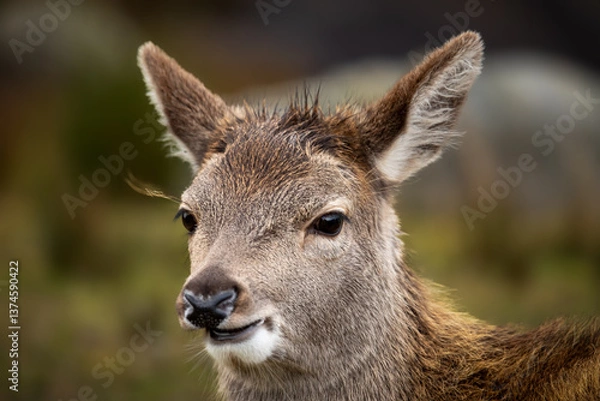 Obraz Red Deer (Cervus elaphus)