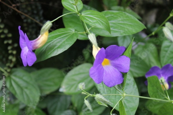 Obraz Purple Morning Glory