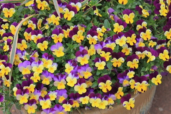 Obraz Johnny Jump Ups Flowers