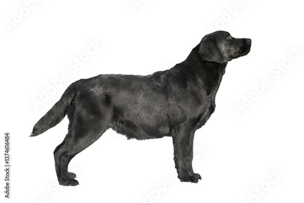 Obraz Labrador dog isolate on white background