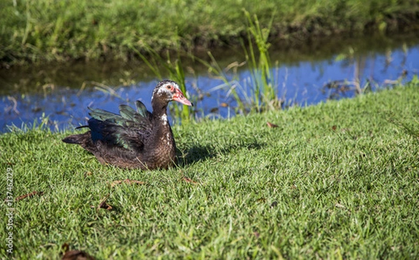 Fototapeta Alone duck