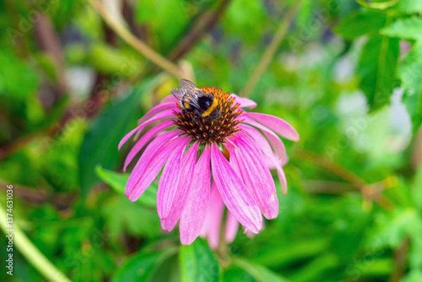 Obraz A bumblebee pollinates a pink echinacea flower