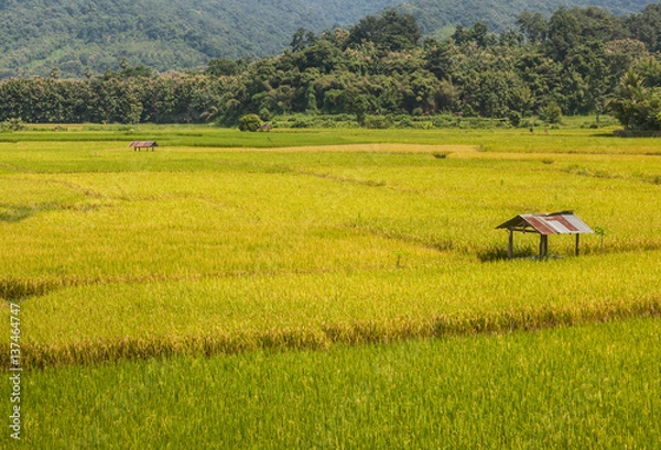 Obraz  Hut in the rice field