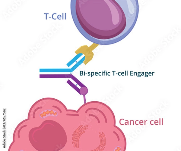 Obraz Bi-specific t-cell engager conceptual illustration. Bi-specific monoclonal antibody immunotherapy against cancer