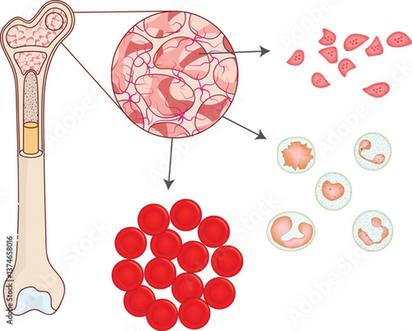 Obraz Bone Marrow anatomy vector illustration with red blood cells, white blood cells, and platelets