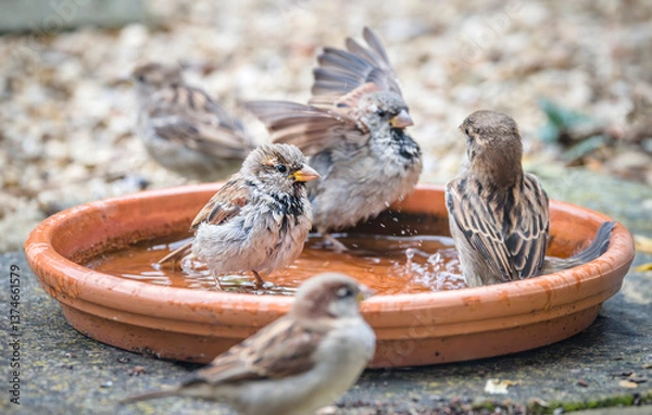 Fototapeta Flock of sparrows bathing in garden water tray, UK summer