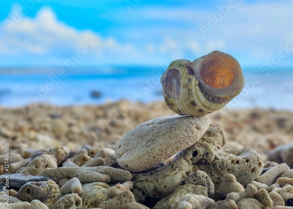 Fototapeta seashells on the beach