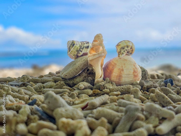 Fototapeta Shell on the beach