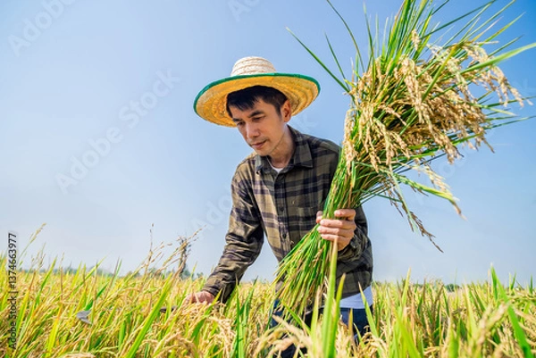Obraz Harvesting rice in a sunny field agriculture photography rural landscape vibrant environment close-up view