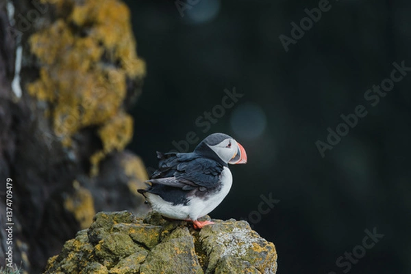 Fototapeta Atlantic puffin perched on mossy cliff at Latrabjarg, Westfjords, Iceland...