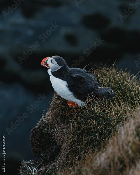 Fototapeta Atlantic Puffin perched on cliffside at Latrabjarg, Westfjords, Iceland...