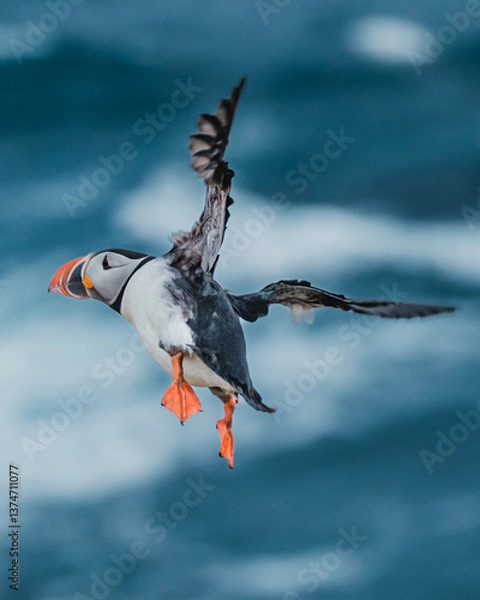 Fototapeta Atlantic puffin in mid-flight over the ocean at Latrabjarg, Westfjords, Iceland...