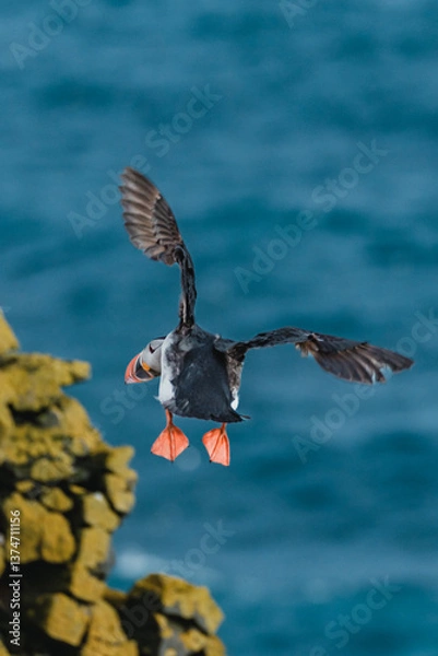 Fototapeta Atlantic puffin in mid-flight over the ocean at Latrabjarg, Westfjords, Iceland...